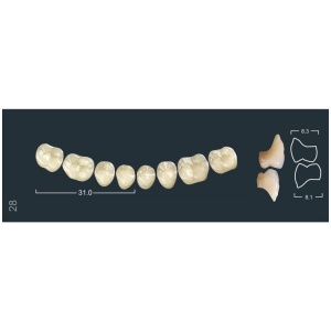 Зубы Ivocryl - жевательные нижние, фасон 28 (8шт.), Ivoclar