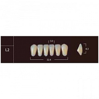 New Ace Anterior - фронтальные нижние, фасон L2, цвет A1 (6шт.) Yamahachi — фото товара